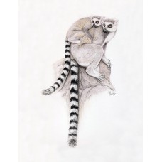 Lemur & Baby