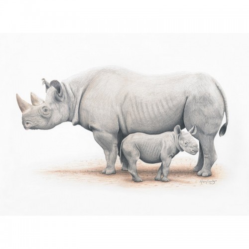 Black Rhinoceros & Calf
